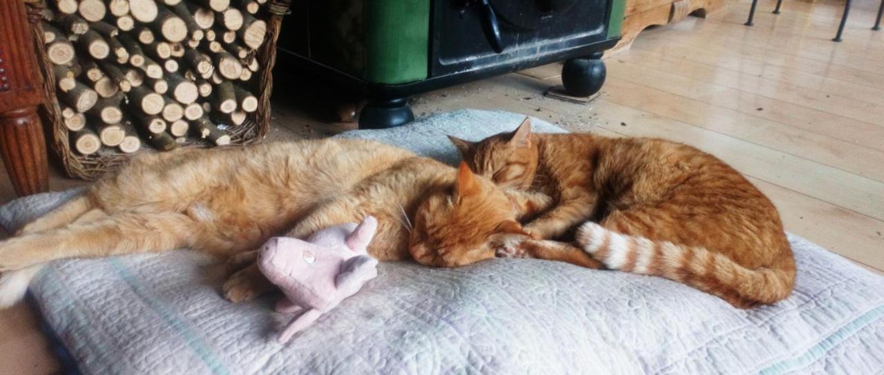 Au Chat Ronfleur Bagnères-de-Bigorre Extérieur photo